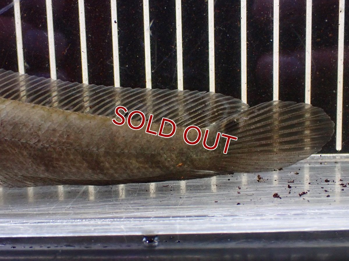 画像4: 【淡水魚】ウルトラレッドロイヤルトーマン ワイルド【1匹 サンプル画像】(±10-15cm)（大型魚・スネークヘッド）（生体）（熱帯魚）NKO (4)