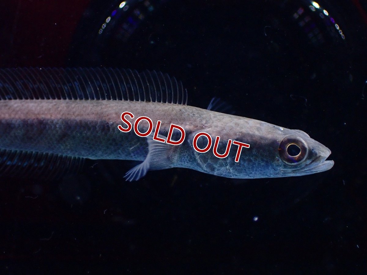 画像2: 【淡水魚】激レア 激安 チャンナ アウロフラメア【1匹 サンプル画像】(±7cm)（大型魚・スネークヘッド）（生体）（熱帯魚）NKO (2)