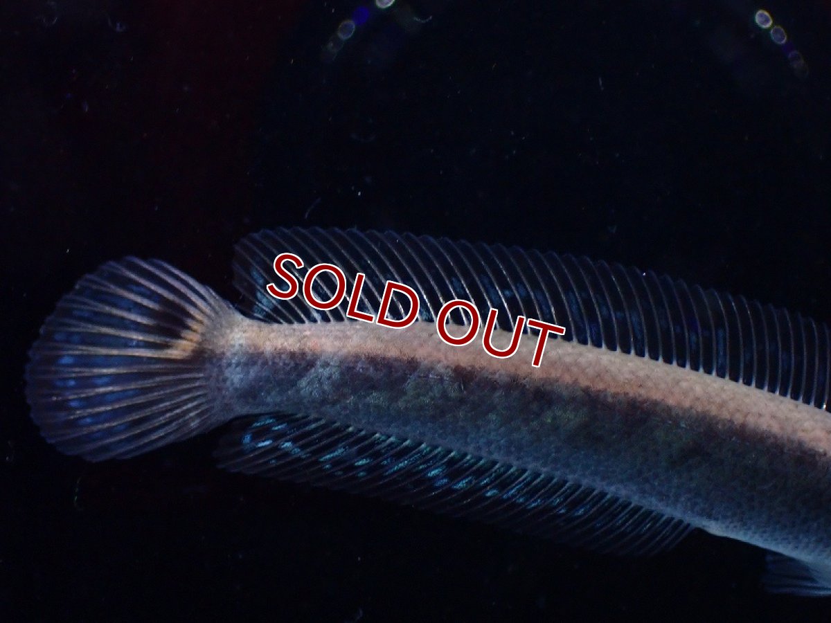 画像3: 【淡水魚】激レア 激安 チャンナ アウロフラメア【1匹 サンプル画像】(±7cm)（大型魚・スネークヘッド）（生体）（熱帯魚）NKO (3)