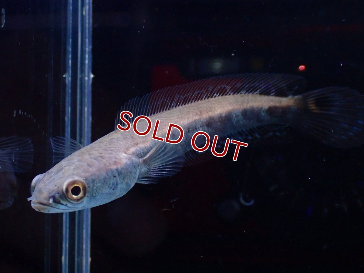 画像4: 【淡水魚】激レア 激安 チャンナ アウロフラメア【1匹 サンプル画像】(±7cm)（大型魚・スネークヘッド）（生体）（熱帯魚）NKO (4)