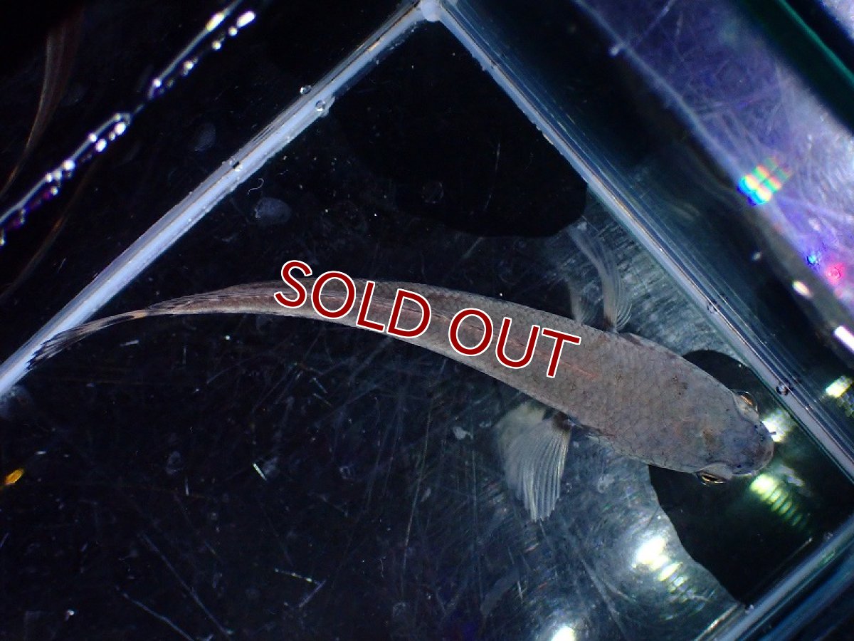 画像5: 【淡水魚】激レア 激安 チャンナ アウロフラメア【1匹 サンプル画像】(±7cm)（大型魚・スネークヘッド）（生体）（熱帯魚）NKO (5)