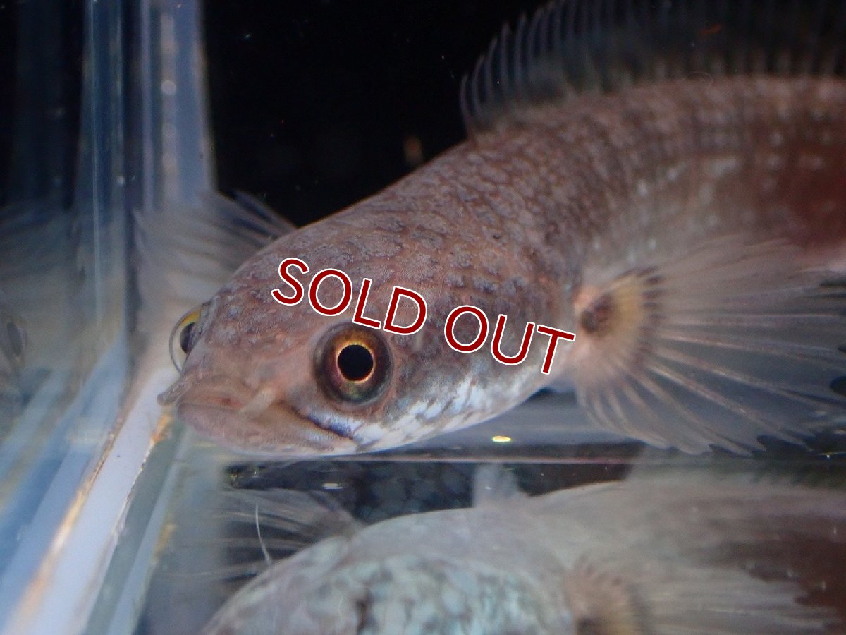 画像2: 【淡水魚】ドワーフスネークヘッド スマトラ産 ワイルド【1匹 サンプル画像】(±5-6cm)（大型魚・スネークヘッド）（生体）（熱帯魚）NKO (2)