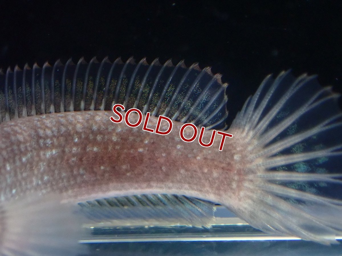 画像3: 【淡水魚】ドワーフスネークヘッド スマトラ産 ワイルド【1匹 サンプル画像】(±5-6cm)（大型魚・スネークヘッド）（生体）（熱帯魚）NKO (3)