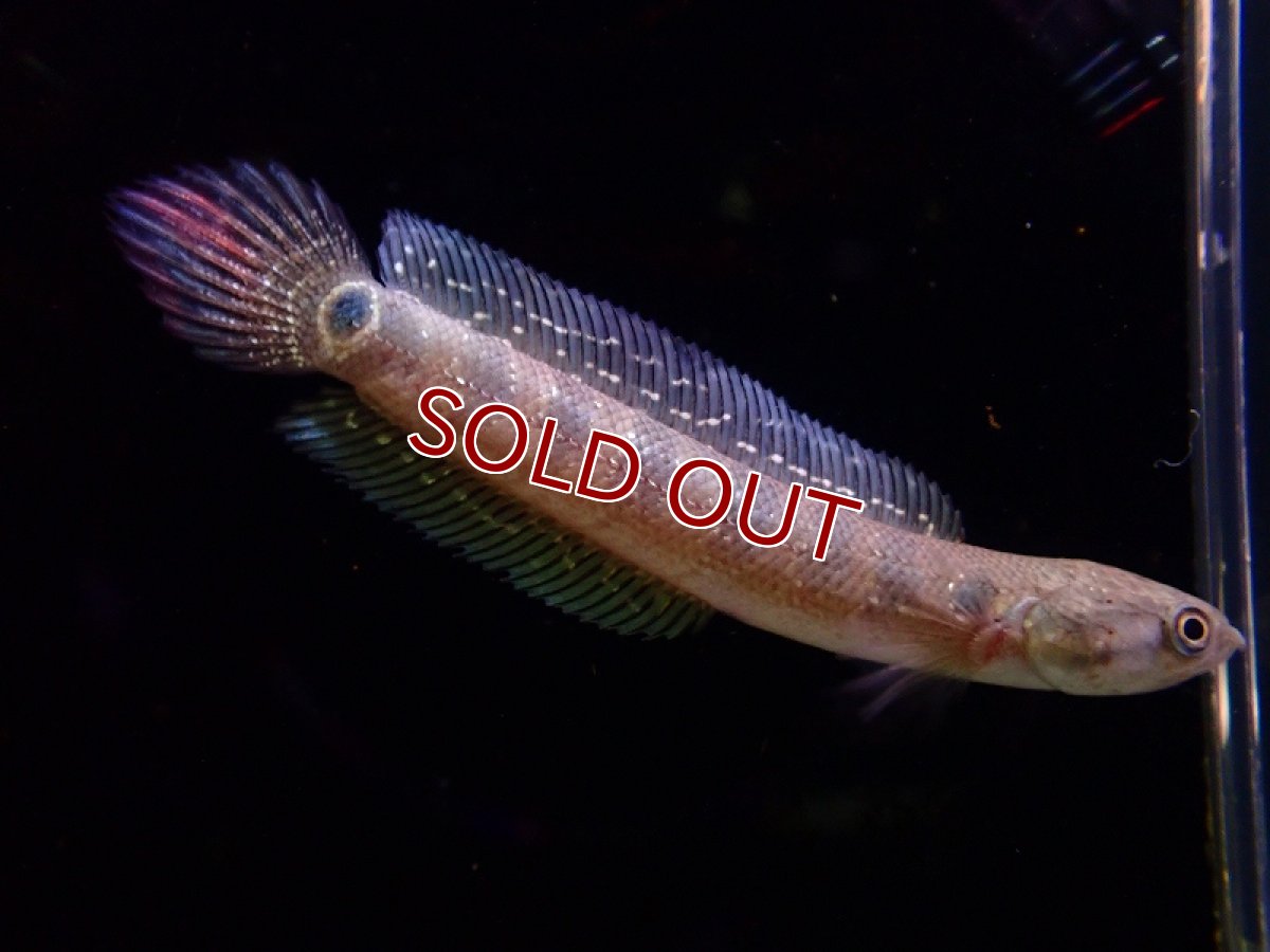 画像1: 【淡水魚】【通販】レッドコウタイ【1匹 サンプル画像】(±10cm)（大型魚）（生体）（熱帯魚）NKO (1)