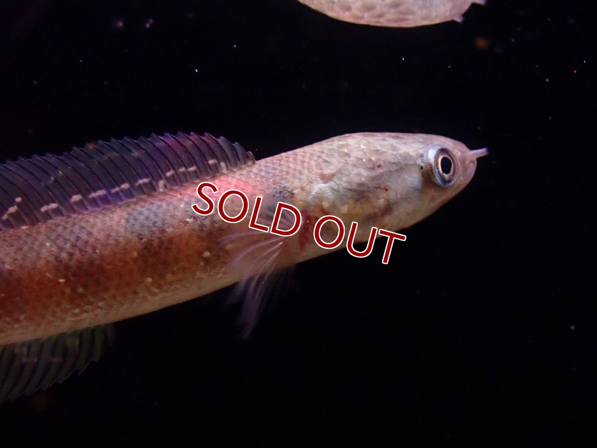 画像2: 【淡水魚】【通販】レッドコウタイ【1匹 サンプル画像】(±10cm)（大型魚）（生体）（熱帯魚）NKO (2)