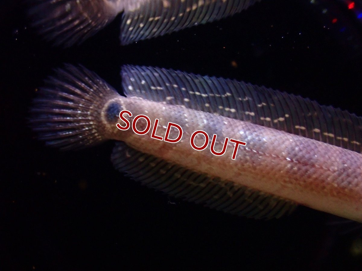 画像3: 【淡水魚】【通販】レッドコウタイ【1匹 サンプル画像】(±10cm)（大型魚）（生体）（熱帯魚）NKO (3)