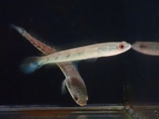 画像1: 【淡水魚】大特価 チャンナ マルリオイデス ジャンビ産 ワイルド【1匹 サンプル画像】(±6cm)（大型魚）（生体）（熱帯魚）NKO (1)