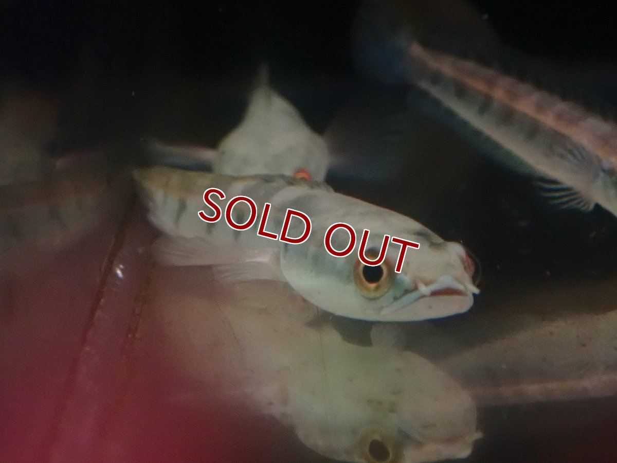 画像2: 【淡水魚】大特価 チャンナ マルリオイデス ジャンビ産 ワイルド【1匹 サンプル画像】(±6cm)（大型魚）（生体）（熱帯魚）NKO (2)