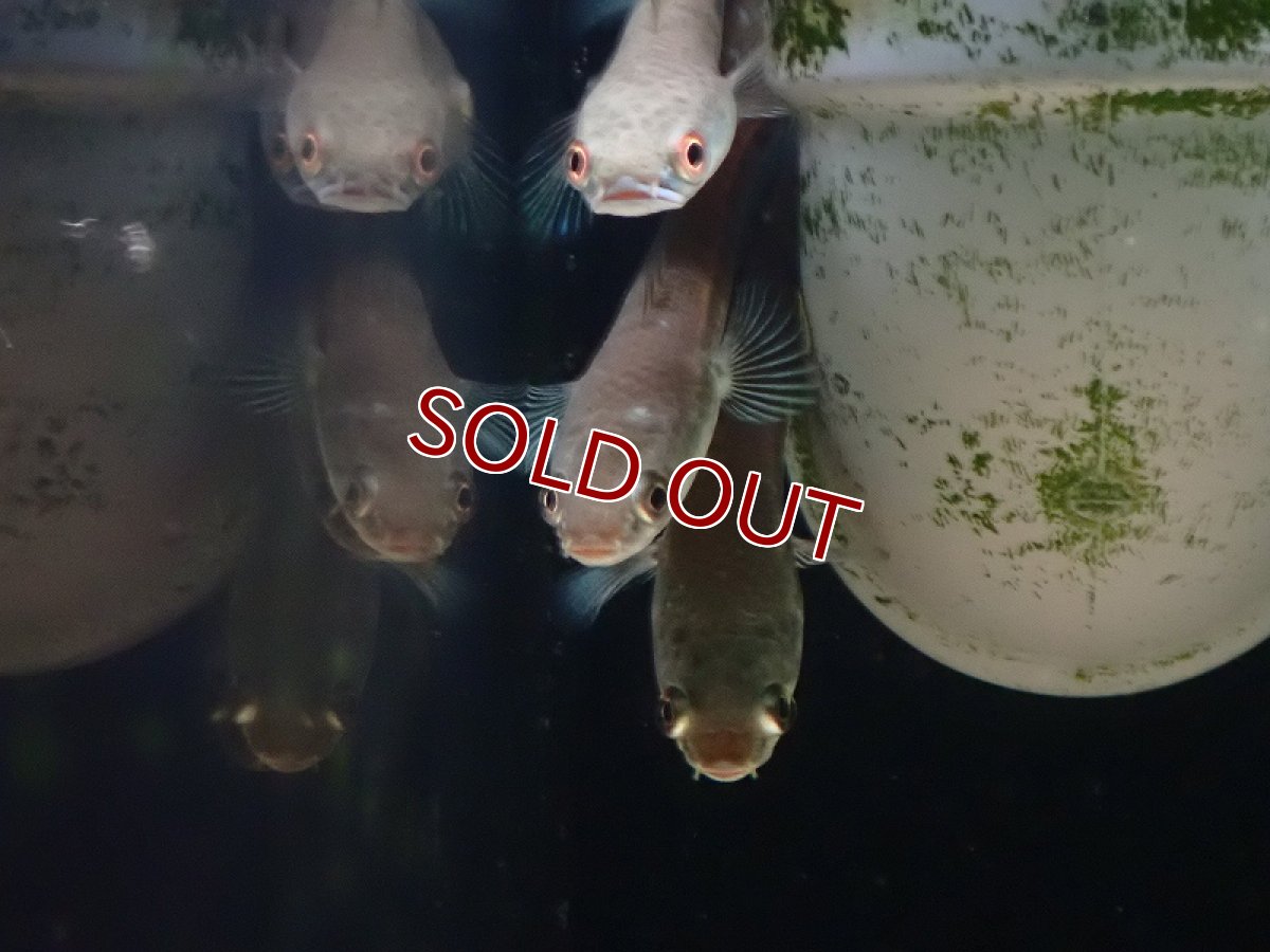 画像3: 【淡水魚】大特価 チャンナ マルリオイデス ジャンビ産 ワイルド【1匹 サンプル画像】(±6cm)（大型魚）（生体）（熱帯魚）NKO (3)