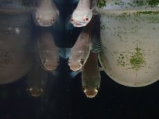 画像3: 【淡水魚】大特価 チャンナ マルリオイデス ジャンビ産 ワイルド【1匹 サンプル画像】(±6cm)（大型魚）（生体）（熱帯魚）NKO (3)
