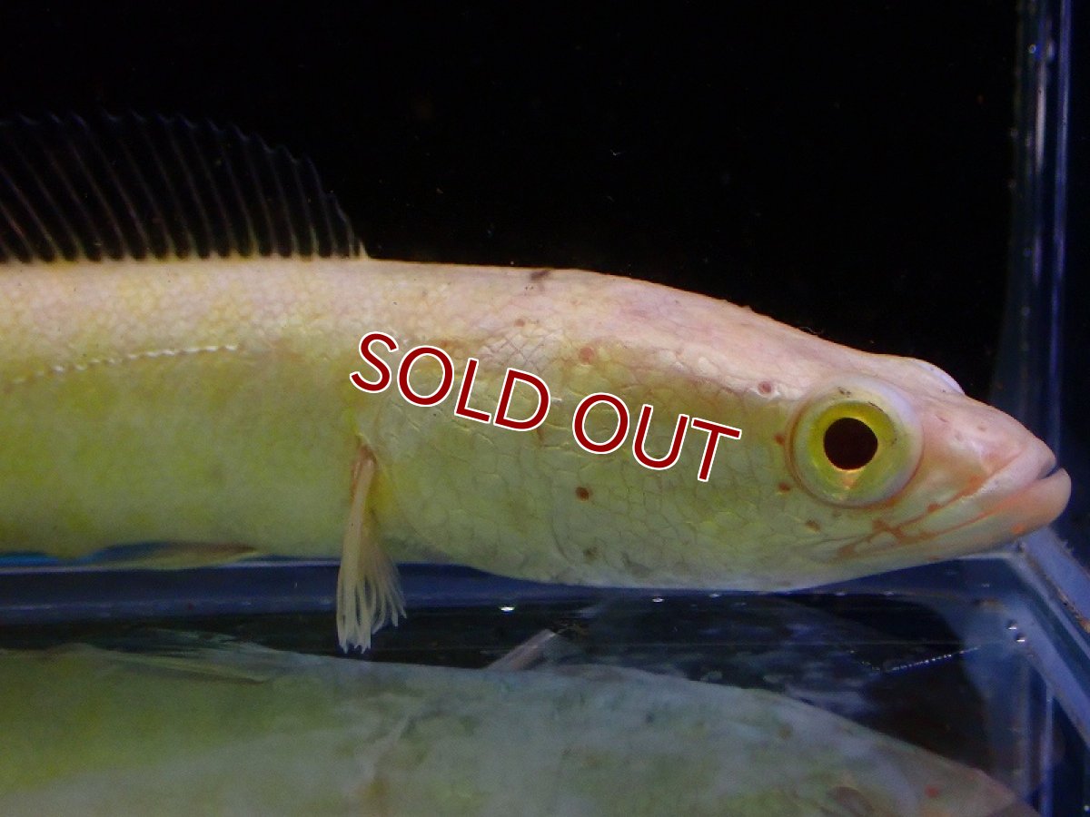 画像2: 【淡水魚】大特価 アルビノカムルチー【1匹 サンプル画像】(±10cm)（大型魚）（生体）（熱帯魚）NKO (2)