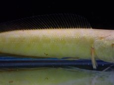 画像3: 【淡水魚】【通販】大特価 アルビノカムルチー【1匹 サンプル画像】(±10cm)（大型魚）（生体）（熱帯魚）NKO (3)