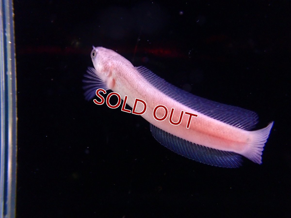 画像2: 【淡水魚】【通販】爆安 激レア プラチナコウタイ【1匹 サンプル画像】(±5-6cm)（大型魚・スネークヘッド）（生体）（熱帯魚）NKO (2)