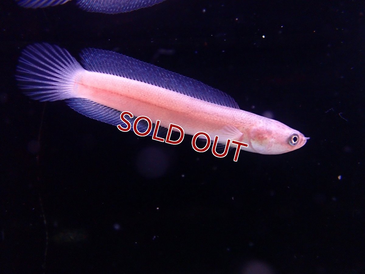画像3: 【淡水魚】【通販】爆安 激レア プラチナコウタイ【1匹 サンプル画像】(±5-6cm)（大型魚・スネークヘッド）（生体）（熱帯魚）NKO (3)