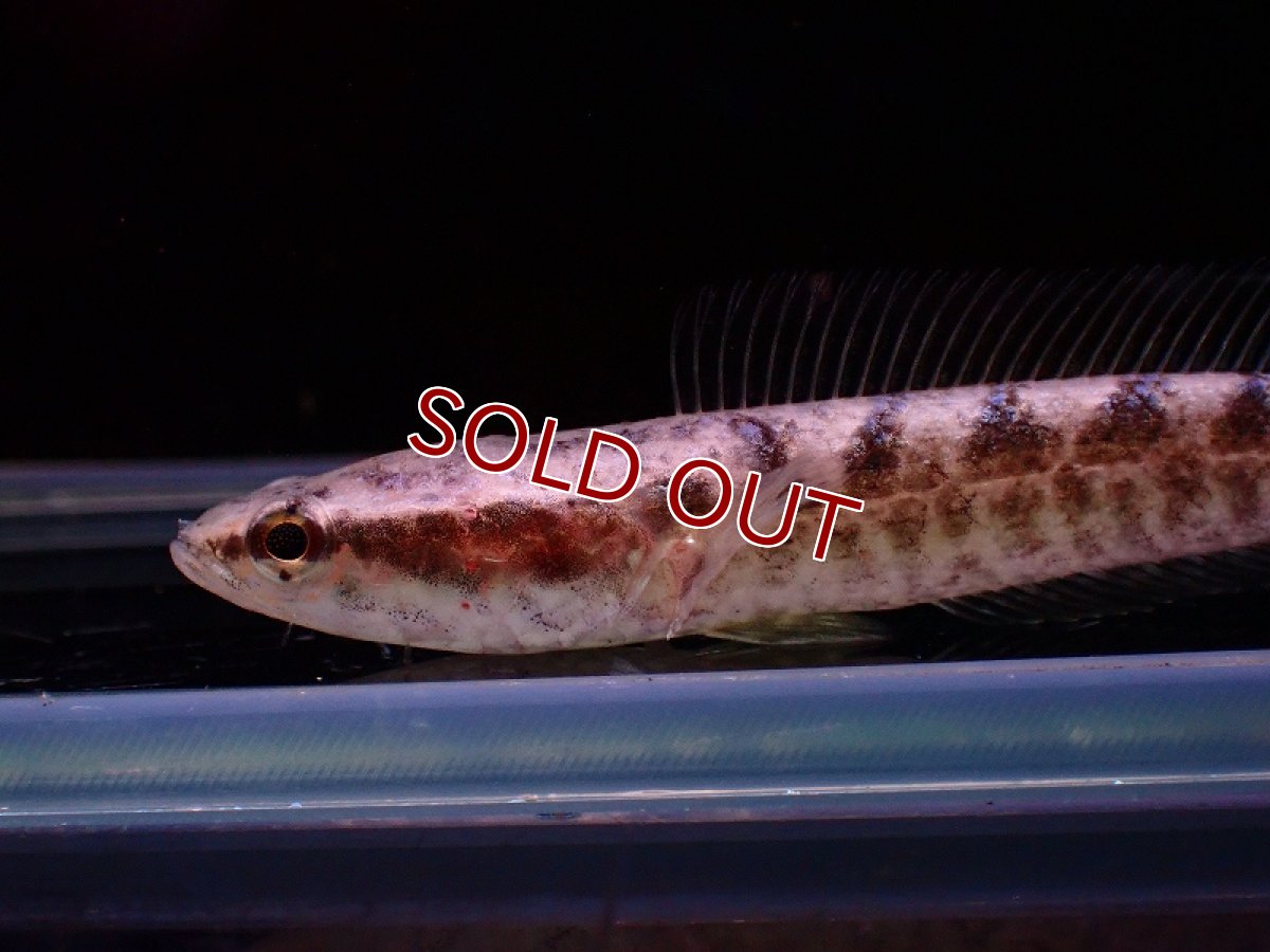 画像2: 【淡水魚】【通販】イワラジスネークヘッド【1匹 サンプル画像】±7cm)（大型魚・スネークヘッド）（生体）（熱帯魚）NKO (2)