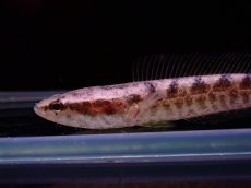 画像2: 【淡水魚】【通販】イワラジスネークヘッド【1匹 サンプル画像】±7cm)（大型魚・スネークヘッド）（生体）（熱帯魚）NKO (2)
