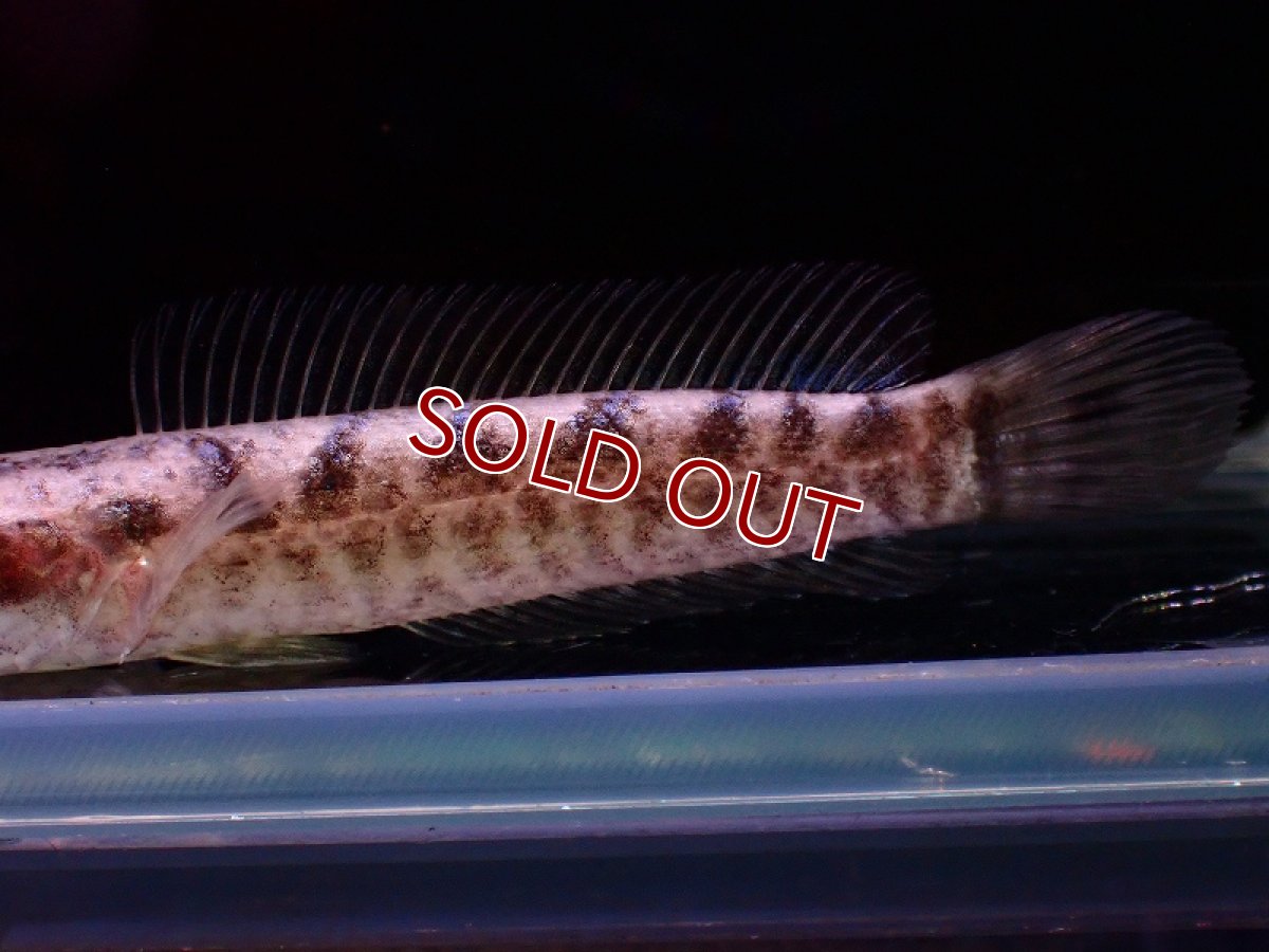 画像3: 【淡水魚】【通販】イワラジスネークヘッド【1匹 サンプル画像】±7cm)（大型魚・スネークヘッド）（生体）（熱帯魚）NKO (3)