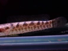 画像3: 【淡水魚】【通販】イワラジスネークヘッド【1匹 サンプル画像】±7cm)（大型魚・スネークヘッド）（生体）（熱帯魚）NKO (3)