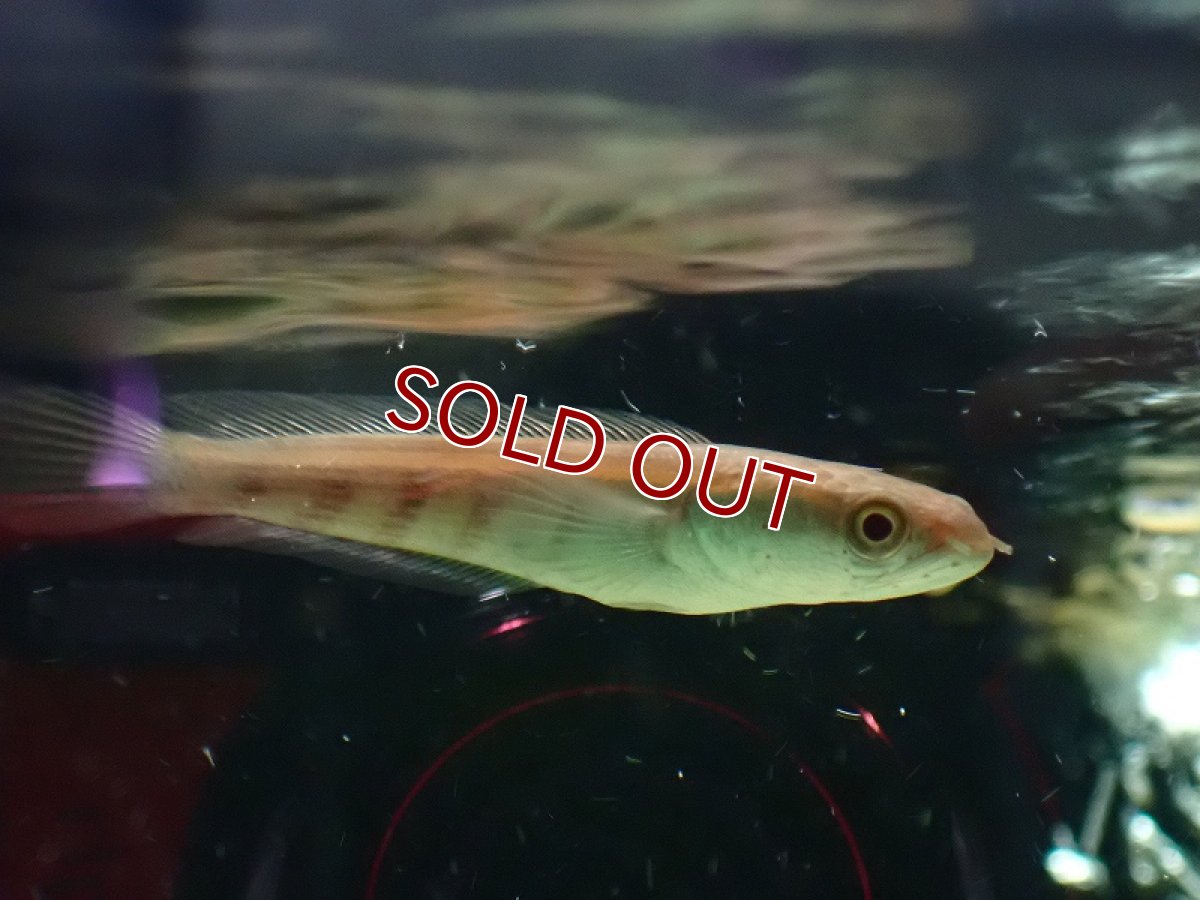 画像2: 【淡水魚】【通販】大特価 バリトレッド マルリオイデス バリト産 ワイルド【1匹 サンプル画像】(±5-6cm)（生体）（熱帯魚）NKO (2)