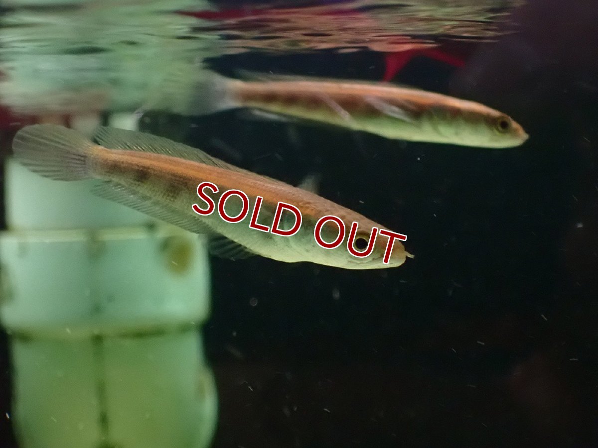 画像3: 【淡水魚】【通販】大特価 バリトレッド マルリオイデス バリト産 ワイルド【1匹 サンプル画像】(±5-6cm)（生体）（熱帯魚）NKO (3)