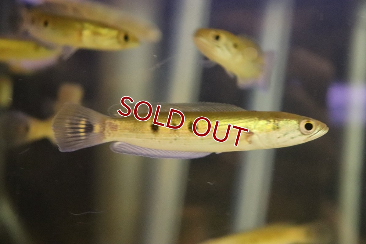 画像2: 【淡水魚】【通販】セレクト個体 タイガーフラワートーマン（オセレイト）両面3スポット【1匹 サンプル画像】（大型魚）（生体）（熱帯魚）NKO (2)