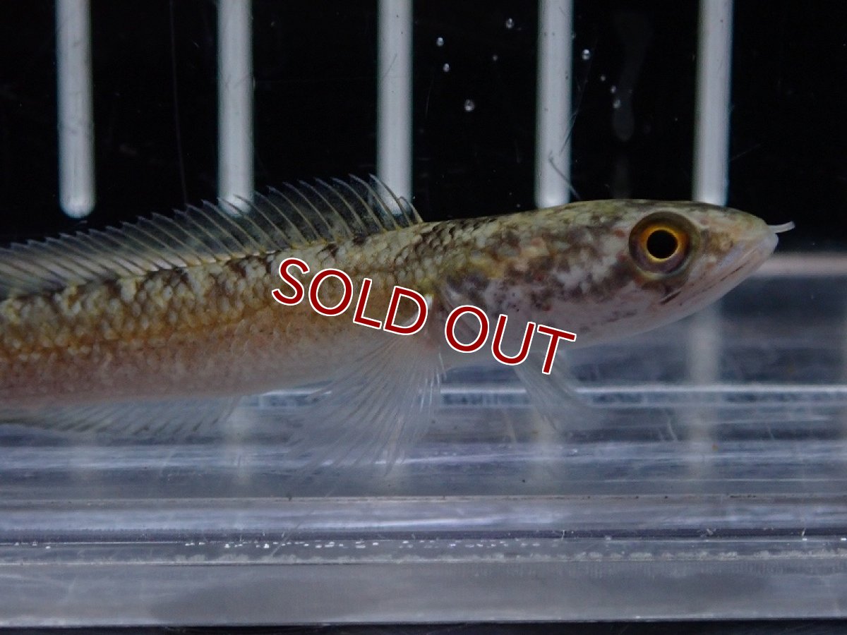 画像2: 【淡水魚】【通販】大特価 チャンナ シアノスピロス【1匹 サンプル画像】(±5-6cm)（大型魚・スネークヘッド）（生体）（熱帯魚）NKO (2)