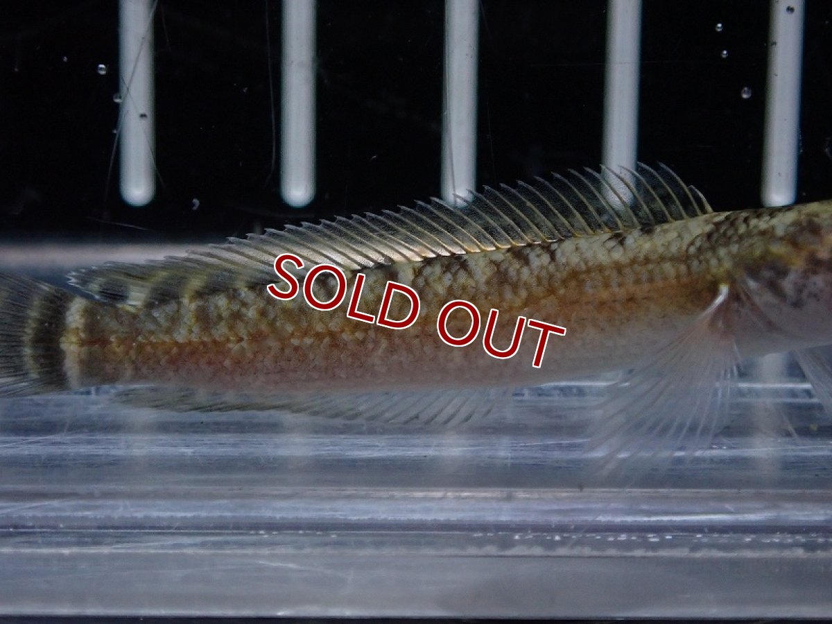 画像3: 【淡水魚】【通販】大特価 チャンナ シアノスピロス【1匹 サンプル画像】(±5-6cm)（大型魚・スネークヘッド）（生体）（熱帯魚）NKO (3)