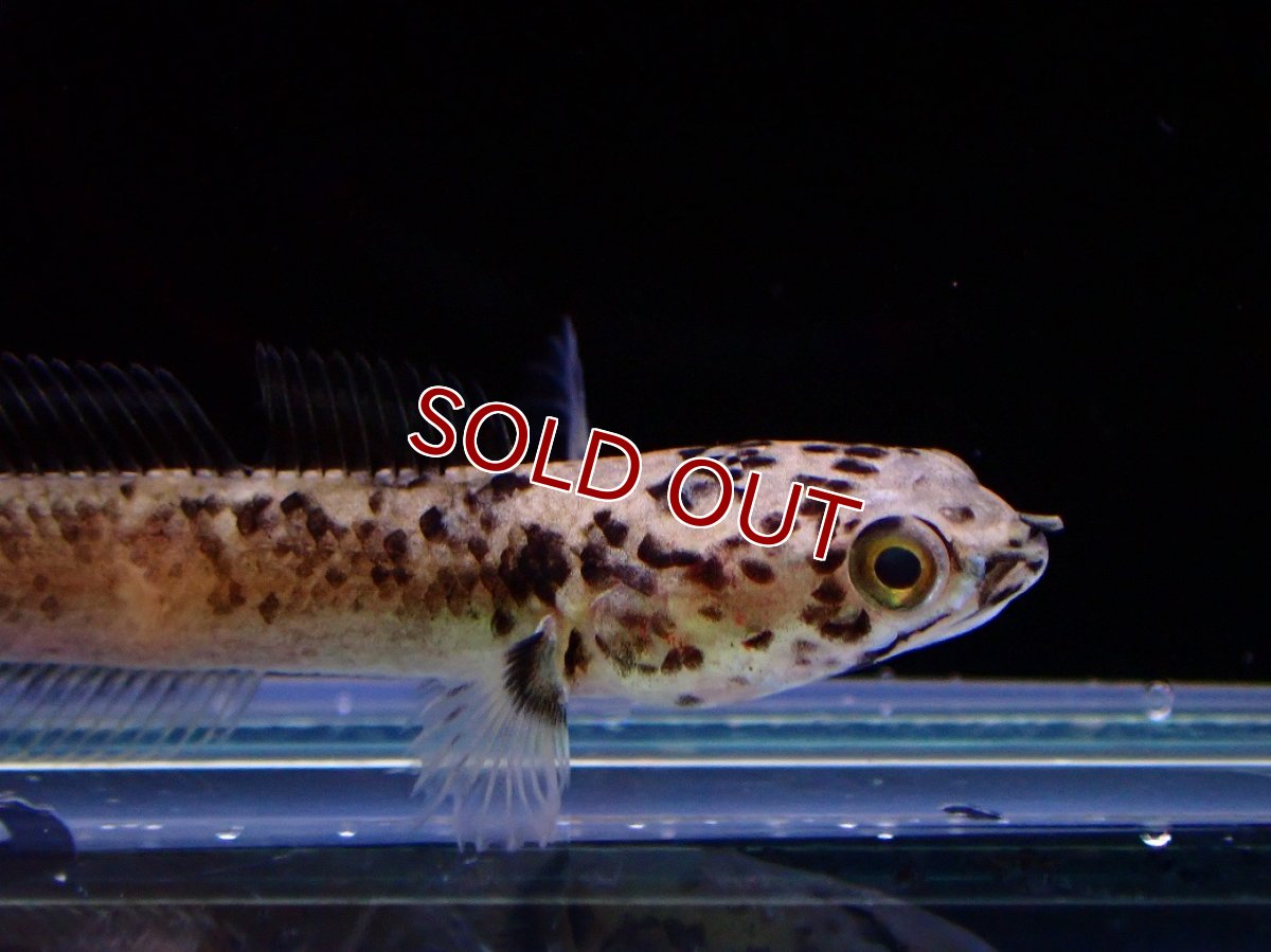 画像2: 【淡水魚】【通販】レア種 チャンナ リムバータ ダルメシアン【１匹 サンプル画像】(大型魚・スネークヘッド(生体)(熱帯魚)NKO (2)