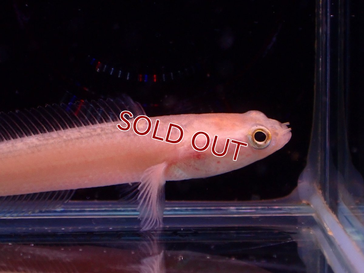 画像2: 【淡水魚】【通販】レア種 ゴールデン チャンナ プルクラ【１匹 サンプル画像】(±4-7cm)(大型魚・スネークヘッド)(生体)(熱帯魚)NKO (2)