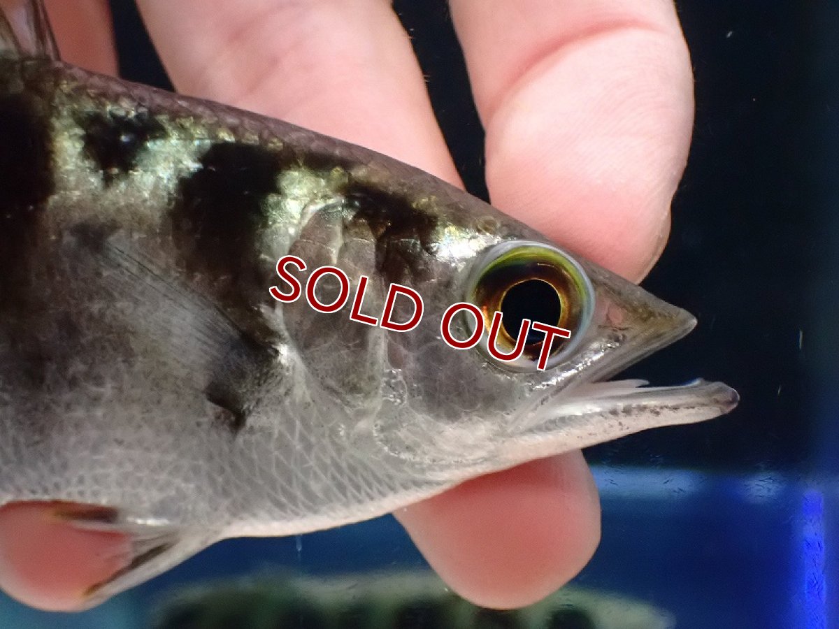 画像2: 【淡水魚】【通販】大きめ 純淡水管理 アーチャーフィッシュ【１匹 サンプル画像】(±9-12cm)(生体)(熱帯魚)NK (2)