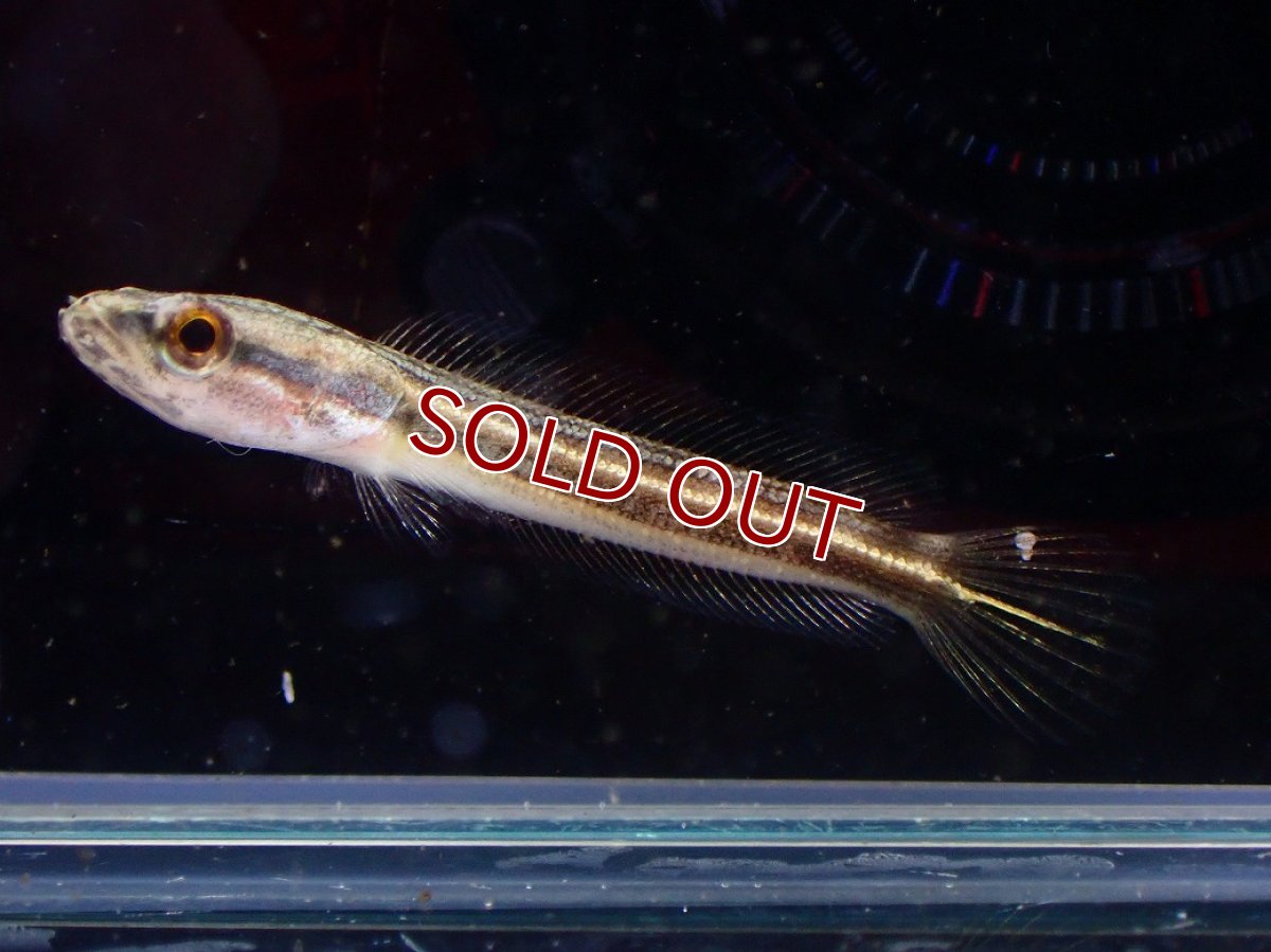 画像2: 【淡水魚】【通販】アーモンドスネークヘッド【１匹 サンプル画像】(±3-4cm)(大型魚・スネークヘッド)(生体)(熱帯魚)NKO (2)