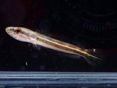 画像2: 【淡水魚】【通販】アーモンドスネークヘッド【１匹 サンプル画像】(±3-4cm)(大型魚・スネークヘッド)(生体)(熱帯魚)NKO (2)