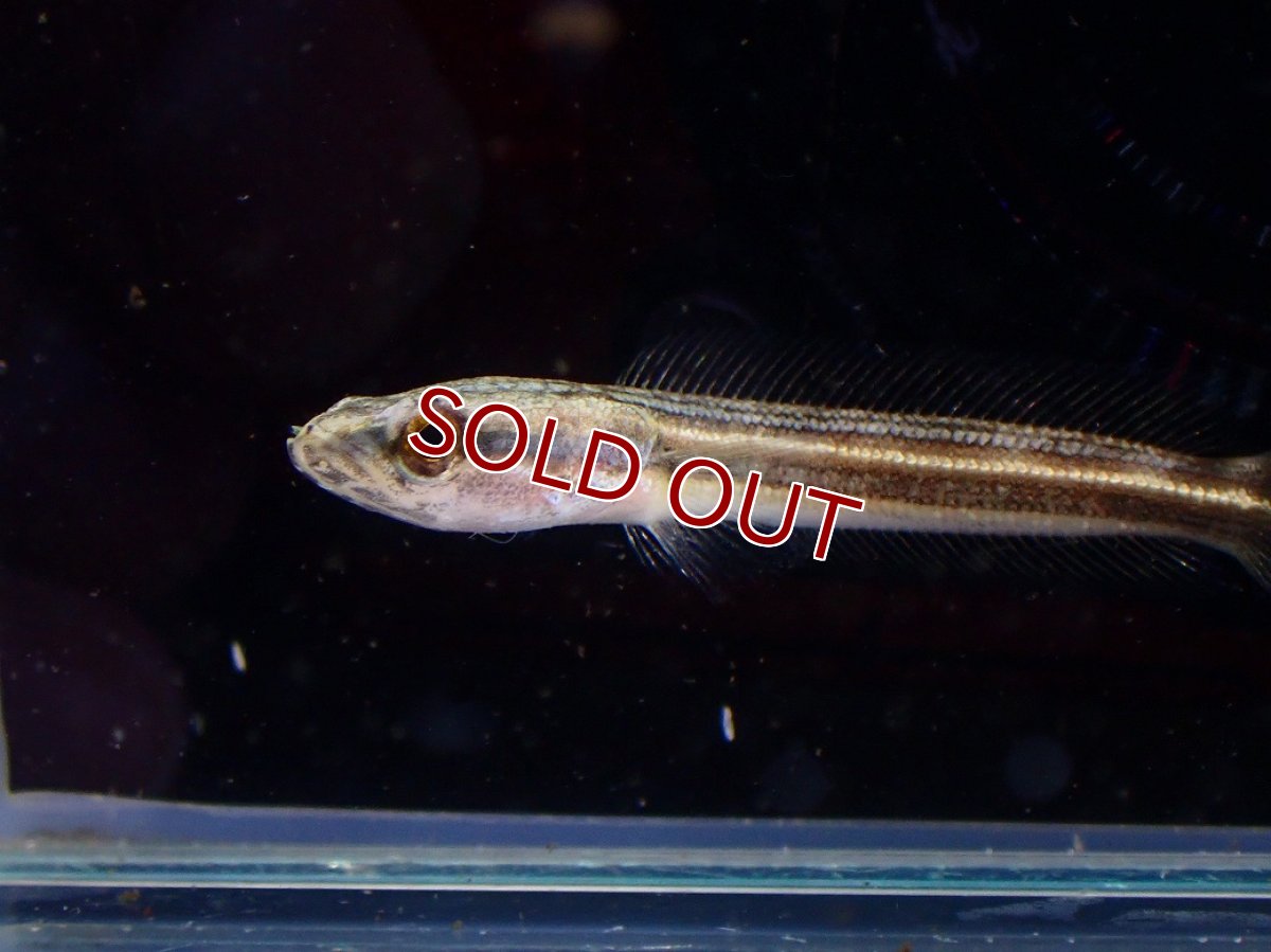 画像3: 【淡水魚】【通販】アーモンドスネークヘッド【１匹 サンプル画像】(±3-4cm)(大型魚・スネークヘッド)(生体)(熱帯魚)NKO (3)