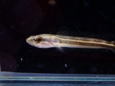 画像3: 【淡水魚】【通販】アーモンドスネークヘッド【１匹 サンプル画像】(±3-4cm)(大型魚・スネークヘッド)(生体)(熱帯魚)NKO (3)