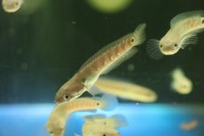 画像1: 【淡水魚】【通販】特価 コウタイ キャリコスネークヘッド【１匹 サンプル画像】(±5-6cm)(大型魚・スネークヘッド)(生体)(熱帯魚)NKO (1)