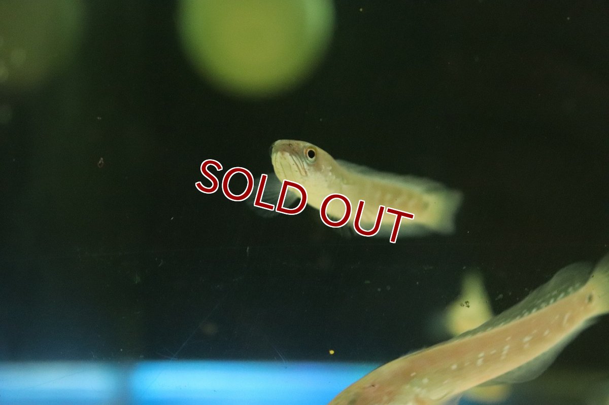 画像2: 【淡水魚】【通販】特価 コウタイ キャリコスネークヘッド【１匹 サンプル画像】(±5-6cm)(大型魚・スネークヘッド)(生体)(熱帯魚)NKO (2)