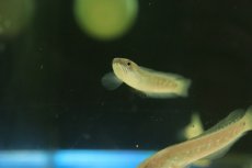 画像2: 【淡水魚】【通販】特価 コウタイ キャリコスネークヘッド【１匹 サンプル画像】(±5-6cm)(大型魚・スネークヘッド)(生体)(熱帯魚)NKO (2)