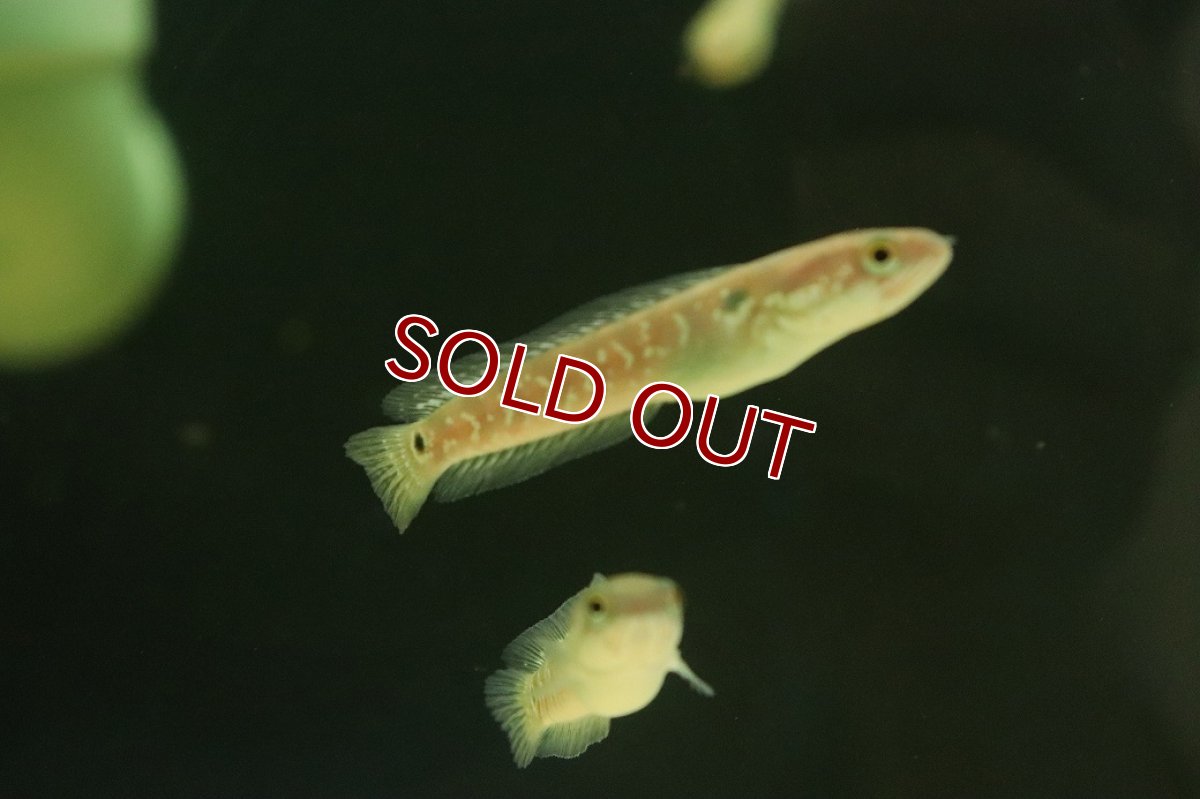 画像3: 【淡水魚】【通販】特価 コウタイ キャリコスネークヘッド【１匹 サンプル画像】(±5-6cm)(大型魚・スネークヘッド)(生体)(熱帯魚)NKO (3)