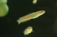 画像3: 【淡水魚】【通販】特価 コウタイ キャリコスネークヘッド【１匹 サンプル画像】(±5-6cm)(大型魚・スネークヘッド)(生体)(熱帯魚)NKO (3)
