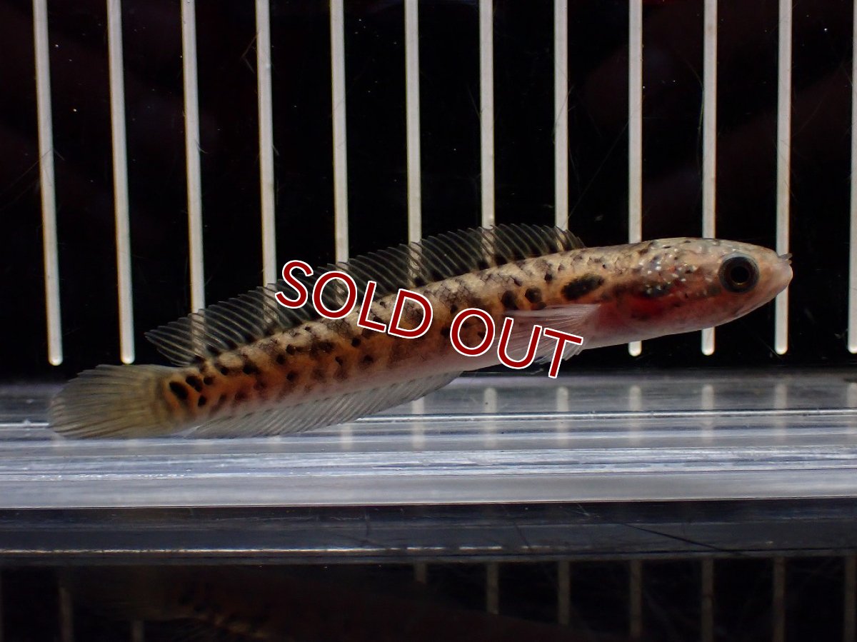 画像1: 【淡水魚】【通販】レッドギャラクシースネークヘッド【1匹 サンプル画像】(±8cm)(大型魚・スネークヘッド)(生体)(熱帯魚)NKO (1)