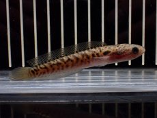 画像1: 【淡水魚】【通販】レッドギャラクシースネークヘッド【1匹 サンプル画像】(±8cm)(大型魚・スネークヘッド)(生体)(熱帯魚)NKO (1)