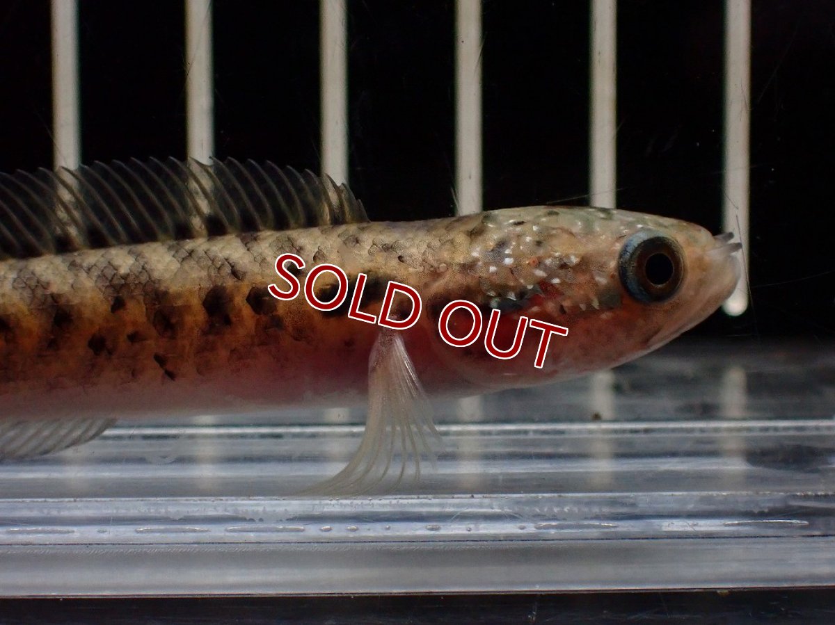 画像2: 【淡水魚】【通販】レッドギャラクシースネークヘッド【1匹 サンプル画像】(±8cm)(大型魚・スネークヘッド)(生体)(熱帯魚)NKO (2)