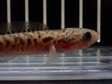 画像2: 【淡水魚】【通販】レッドギャラクシースネークヘッド【1匹 サンプル画像】(±8cm)(大型魚・スネークヘッド)(生体)(熱帯魚)NKO (2)
