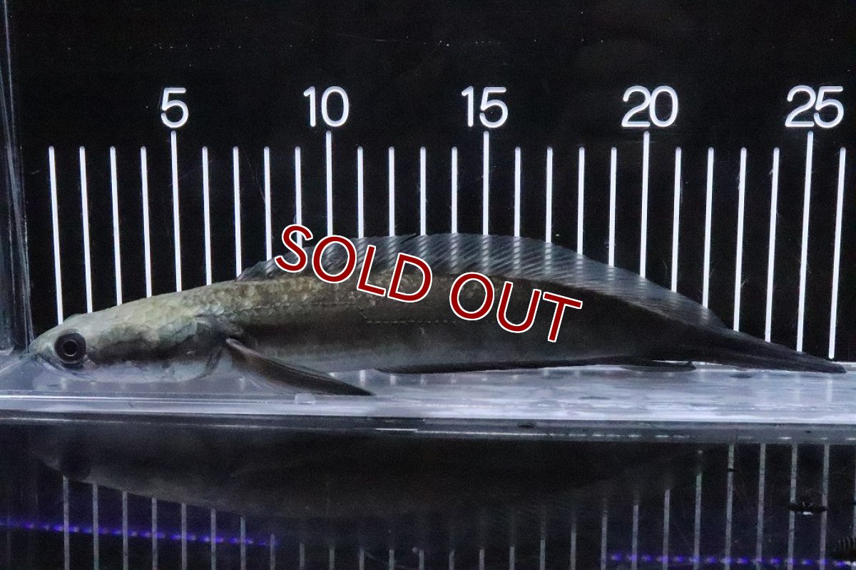 画像1: 【淡水魚】【通販】激安 イエローマルリオイデス バティック センタルン湖【１匹 サンプル画像】(±20cm)(大型魚)(生体)(熱帯魚)NKO (1)