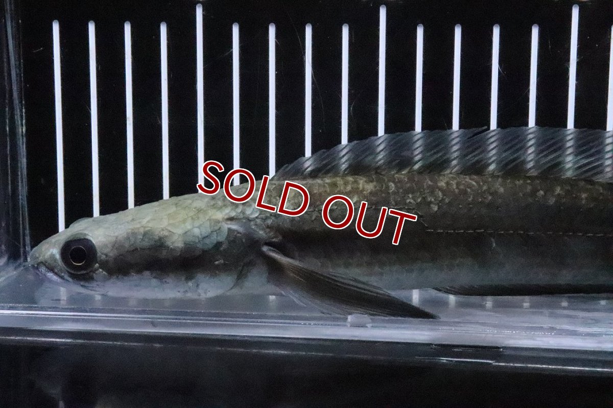 画像2: 【淡水魚】【通販】証明書付 イエローマルリオイデス バティック センタルン湖【１匹 サンプル画像】(±20cm)(生体)(熱帯魚)NKO (2)