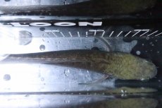 画像3: 【淡水魚】【通販】激安 イエローマルリオイデス バティック センタルン湖【１匹 サンプル画像】(±20cm)(大型魚)(生体)(熱帯魚)NKO (3)