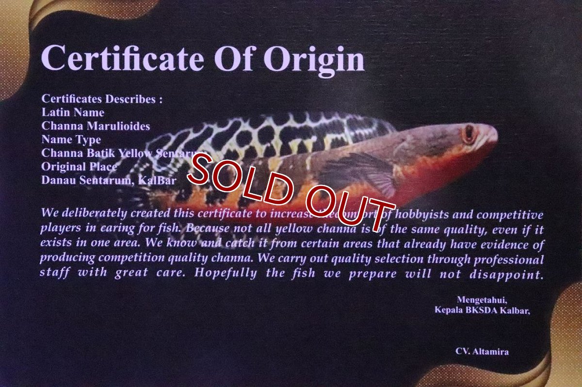 画像4: 【淡水魚】【通販】証明書付 イエローマルリオイデス バティック センタルン湖【１匹 サンプル画像】(±20cm)(生体)(熱帯魚)NKO (4)