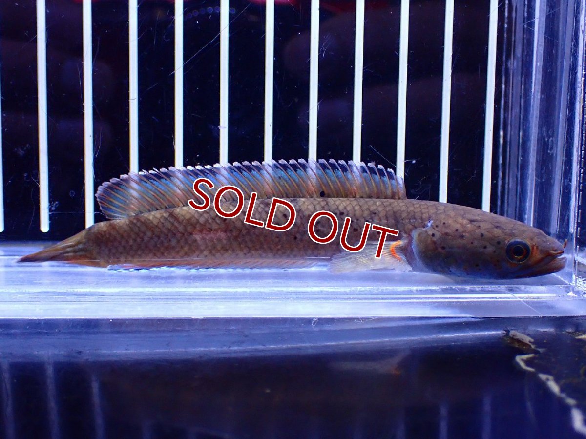 画像1: 【淡水魚】【通販】チャンナ sp ビプリ【1匹 サンプル画像】(±10cm)(大型魚・スネークヘッド)(生体)(熱帯魚)NKO (1)
