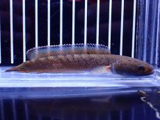 画像1: 【淡水魚】【通販】チャンナ sp ビプリ【1匹 サンプル画像】(±10cm)(大型魚・スネークヘッド)(生体)(熱帯魚)NKO (1)