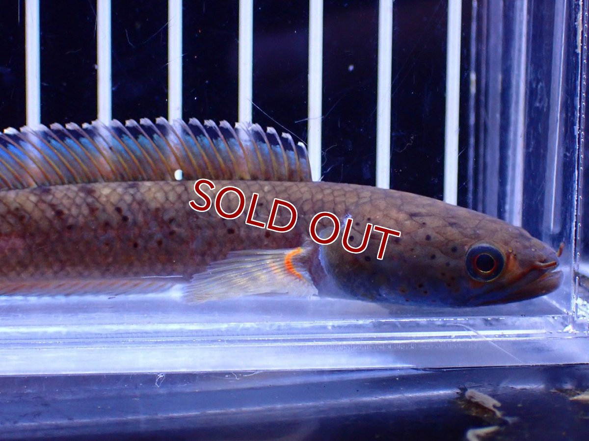 画像2: 【淡水魚】【通販】チャンナ sp ビプリ【1匹 サンプル画像】(±10cm)(大型魚・スネークヘッド)(生体)(熱帯魚)NKO (2)